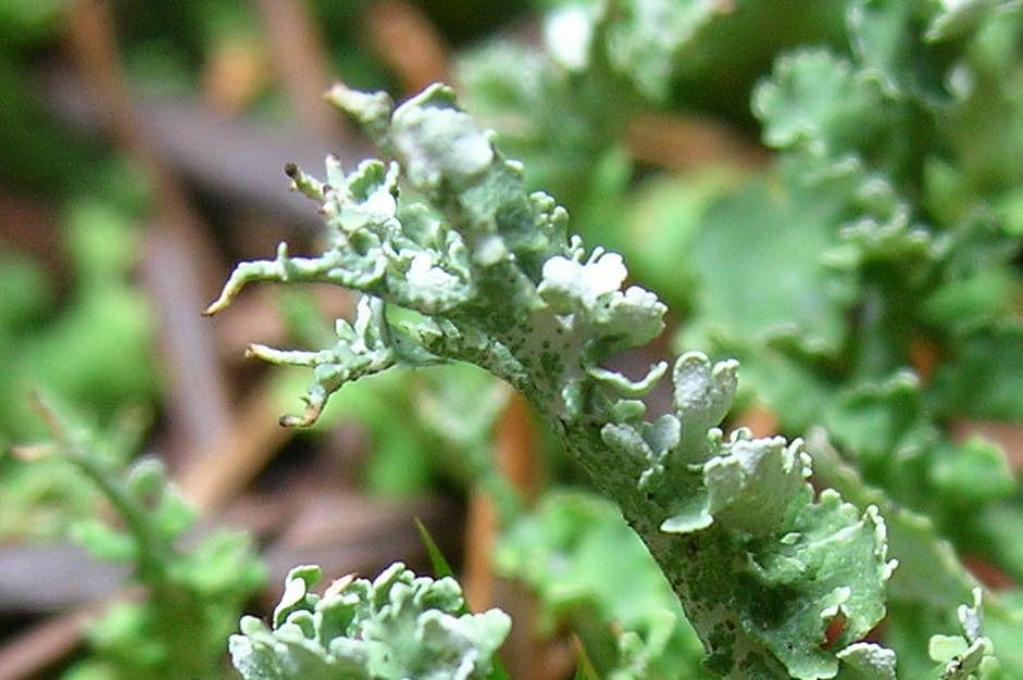 Cladonia furcata?